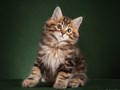Фото компании  Moy Meow 1