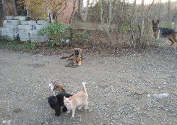 Дрессировка собак всех пород