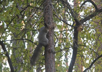 Фото компании  Сосновый Бор 4