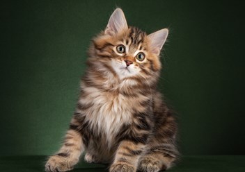 Фото компании  Moy Meow 1