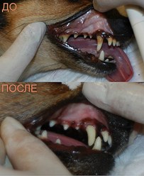 Фото компании  КОТиКо 5