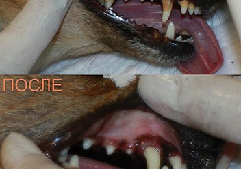 Фото компании  КОТиКо 5