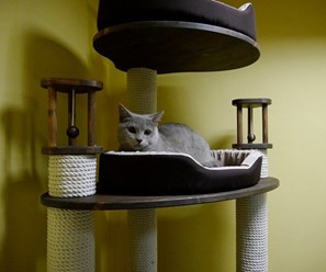 Фото компании  Мебель для кошек КотаМ 15