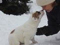 Милые щеночки туркменского алабая