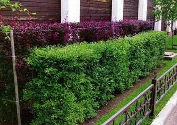 Фото компании ООО Paradisе _ Park Ландшафтная компания 2