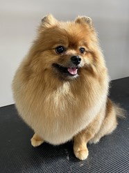 Фото компании  Grooming Hall 4