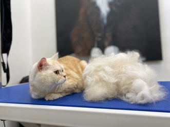 Фото компании  UrbanDog 11