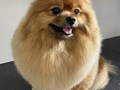 Фото компании  Grooming Hall 4