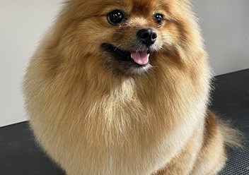 Фото компании  Grooming Hall 4