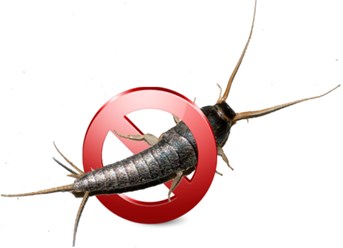 Уничтожение мокриц и других влаголюбящих насекомых