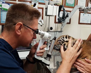 Фото компании  Центр ветеринарной офтальмологии доктора Шилкина А.Г. на  5-ой Парковой 12