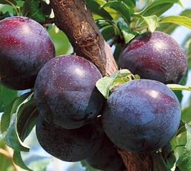 Фото компании ООО Питомник Дяди Бори 12