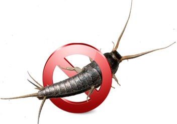 Уничтожение мокриц и других влаголюбящих насекомых