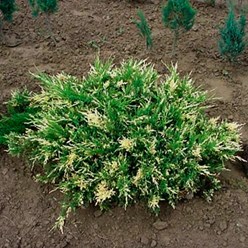 Фото компании ИП Садовый центр "Green Town" 27