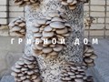 Фото компании ИП Грибной дом 5