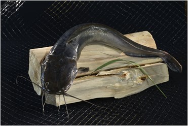 Фото компании ООО Рыбка из хорошей семьи 1