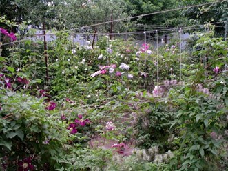 Фото компании  Бал Цветов 11