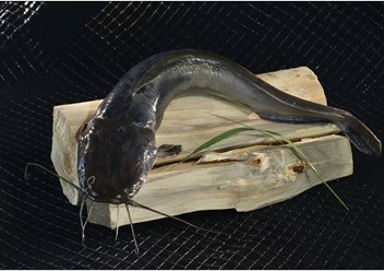 Фото компании ООО Рыбка из хорошей семьи 1