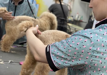 Фото компании  Международная академия груминга Милорд 4