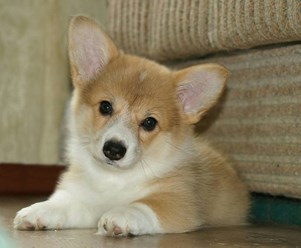 Вельш-корги-пемброк
veo-corgi.okis.ru