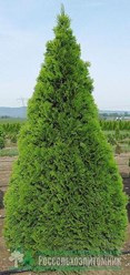 Туя западная Смарагд