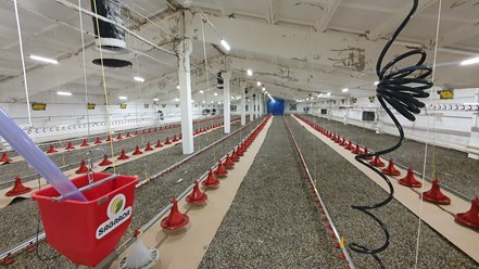 Оснащаем промышленные птичники оборудованием "Под ключ"