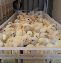 Фото компании  Продажа - птиц 4