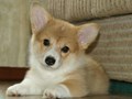 Вельш-корги-пемброк
veo-corgi.okis.ru