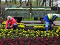 Посадка цветов. Уход за цветниками. Рыхление, прополка сорняков. Внесение удобрений.