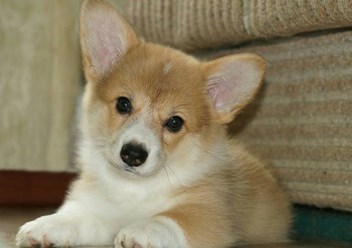 Вельш-корги-пемброк
veo-corgi.okis.ru