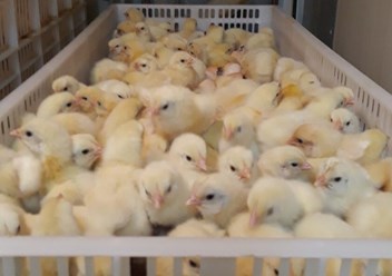 Фото компании  Продажа - птиц 4