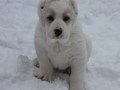 Алабаи щенки купить