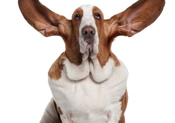 Фото компании  Ле Мурр, ветеринарная аптека на ул. Пашковской 52 /центр Краснодара/ 1