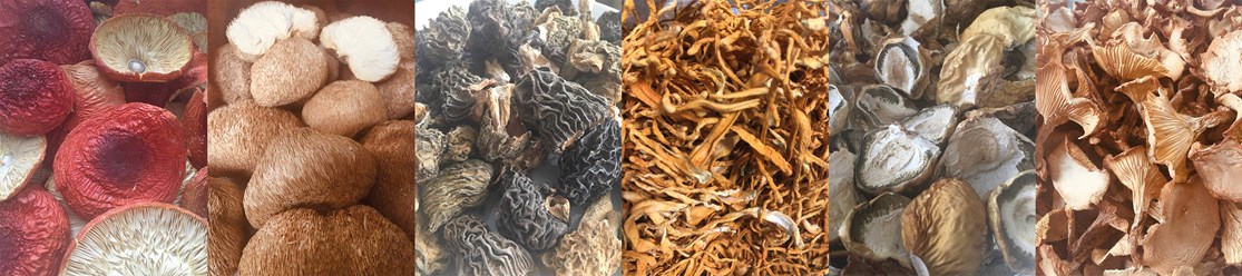 СУШЁНЫЕ целебные ГРИБЫ