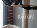 Фото компании  Мебель для кошек КотаМ 6