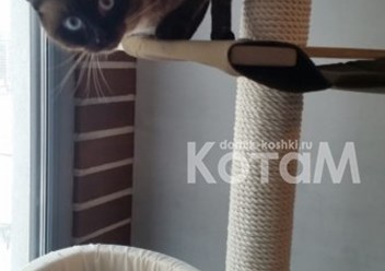 Фото компании  Мебель для кошек КотаМ 6