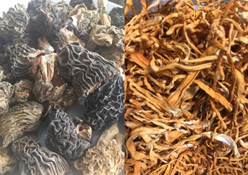 СУШЁНЫЕ целебные ГРИБЫ