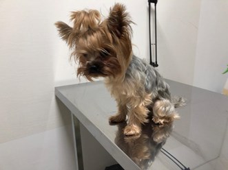 Фото компании  "Я-грумер" 2