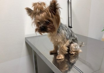 Фото компании  "Я-грумер" 2