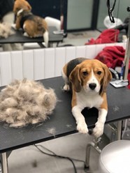 Фото компании  TEZI Grooming 4