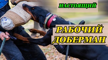 Настоящие рабочие доберманы в Москве - для защиты и охраны семьи, спорта и службы. Москва - Подольск - Калуга.