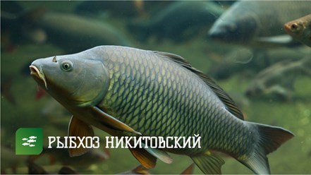 Фото компании ОАО Рыбхоз Никитовский 1