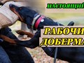 Настоящие рабочие доберманы в Москве - для защиты и охраны семьи, спорта и службы. Москва - Подольск - Калуга.