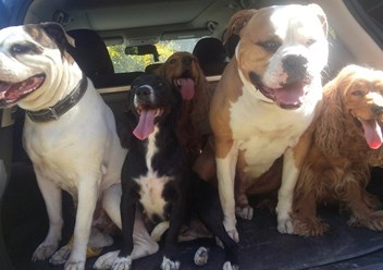 Дрессировка собак  в Ялте. Кинолог Руслан тел. +7(978)-01-777-18 Более подробную информацию о нас смотрите на сайте:  http://www.kinolog-rf.ru/