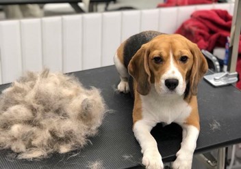 Фото компании  TEZI Grooming 4