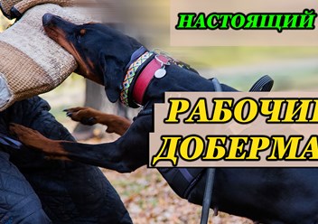 Настоящие рабочие доберманы в Москве - для защиты и охраны семьи, спорта и службы. Москва - Подольск - Калуга.