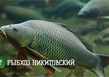Фото компании ОАО Рыбхоз Никитовский 1