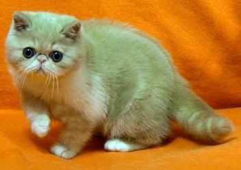 Кремовая с белым экзотическая короткошерстная кошка