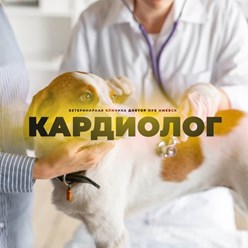 Фото компании  Доктор Пух 11