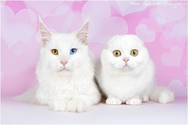 Фото компании ИП Питомник шотландских кошек 25